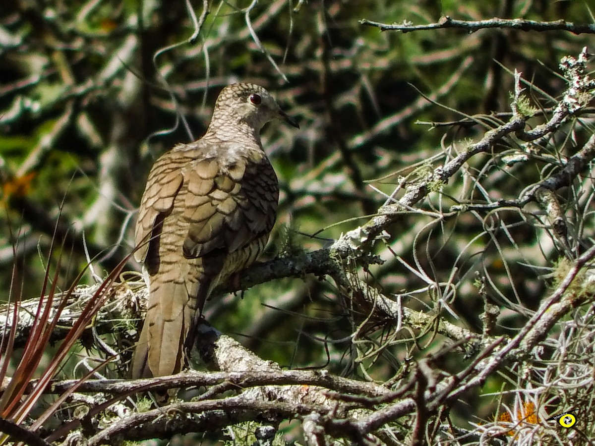 Inca Dove - ML647113931