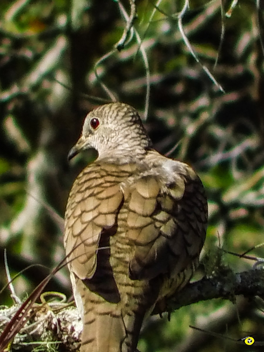 Inca Dove - ML647113932