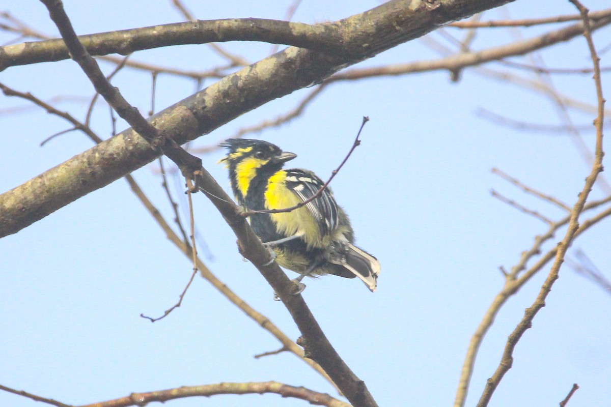 Mésange jaune - ML647113936