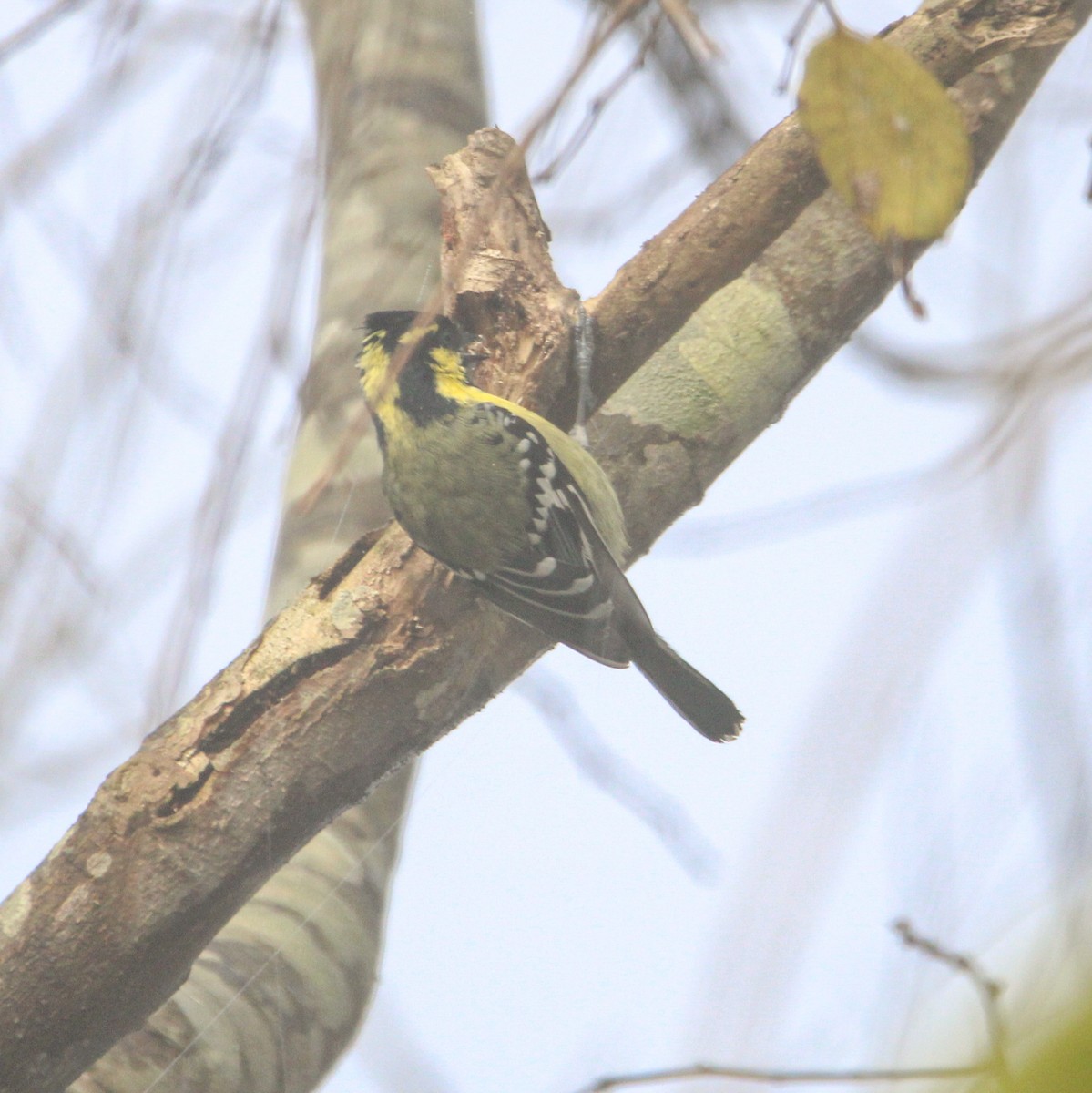 Mésange jaune - ML647113937