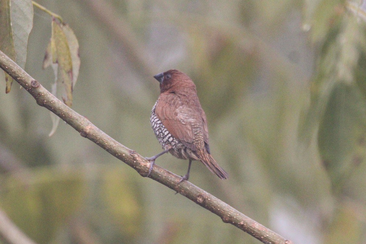 Mésange jaune - ML647113940