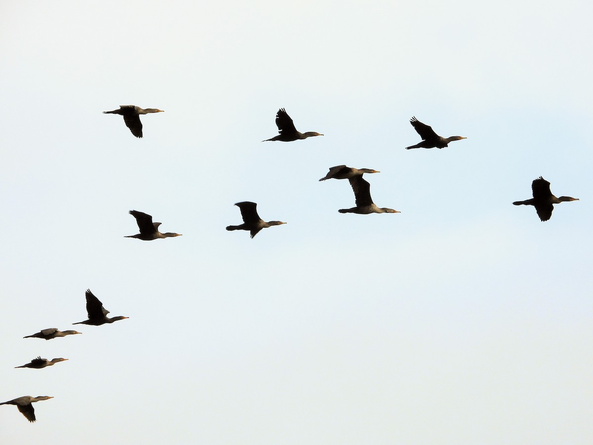 Double-crested Cormorant - ML647113942