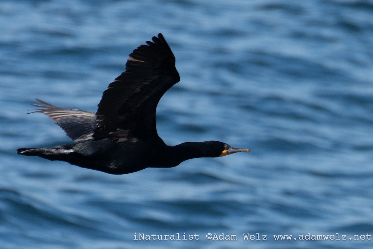 Cormoran du Cap - ML647113946