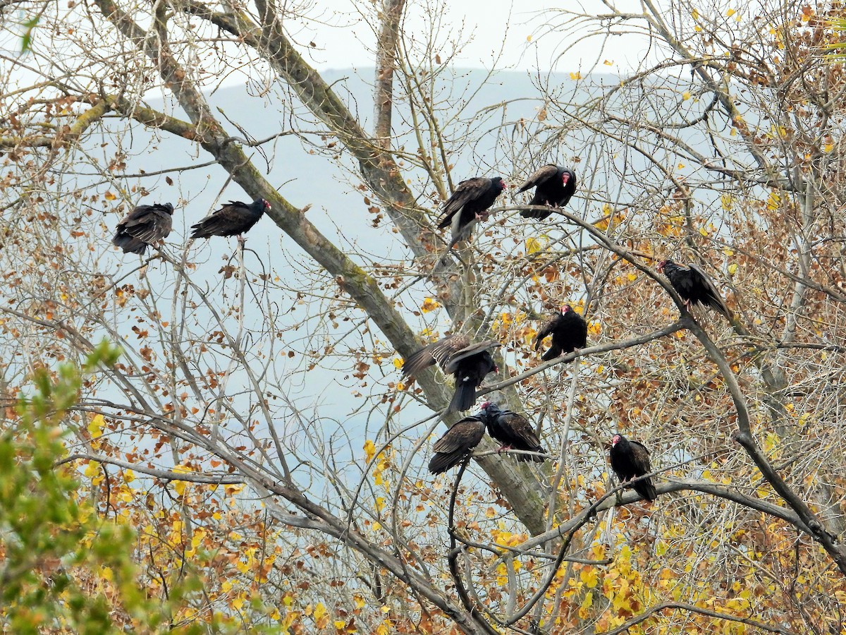 Turkey Vulture - ML647113947