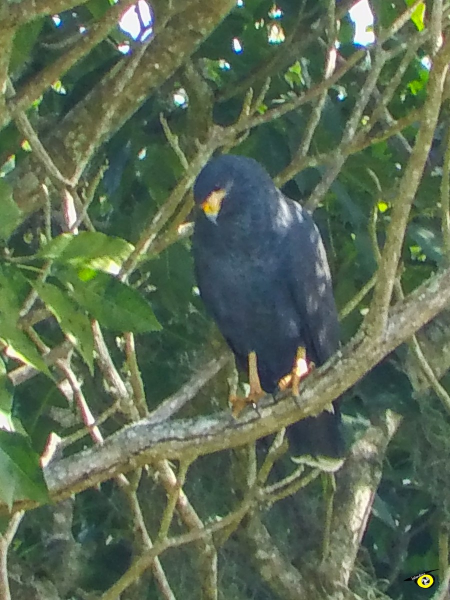 Buse noire - ML647113948