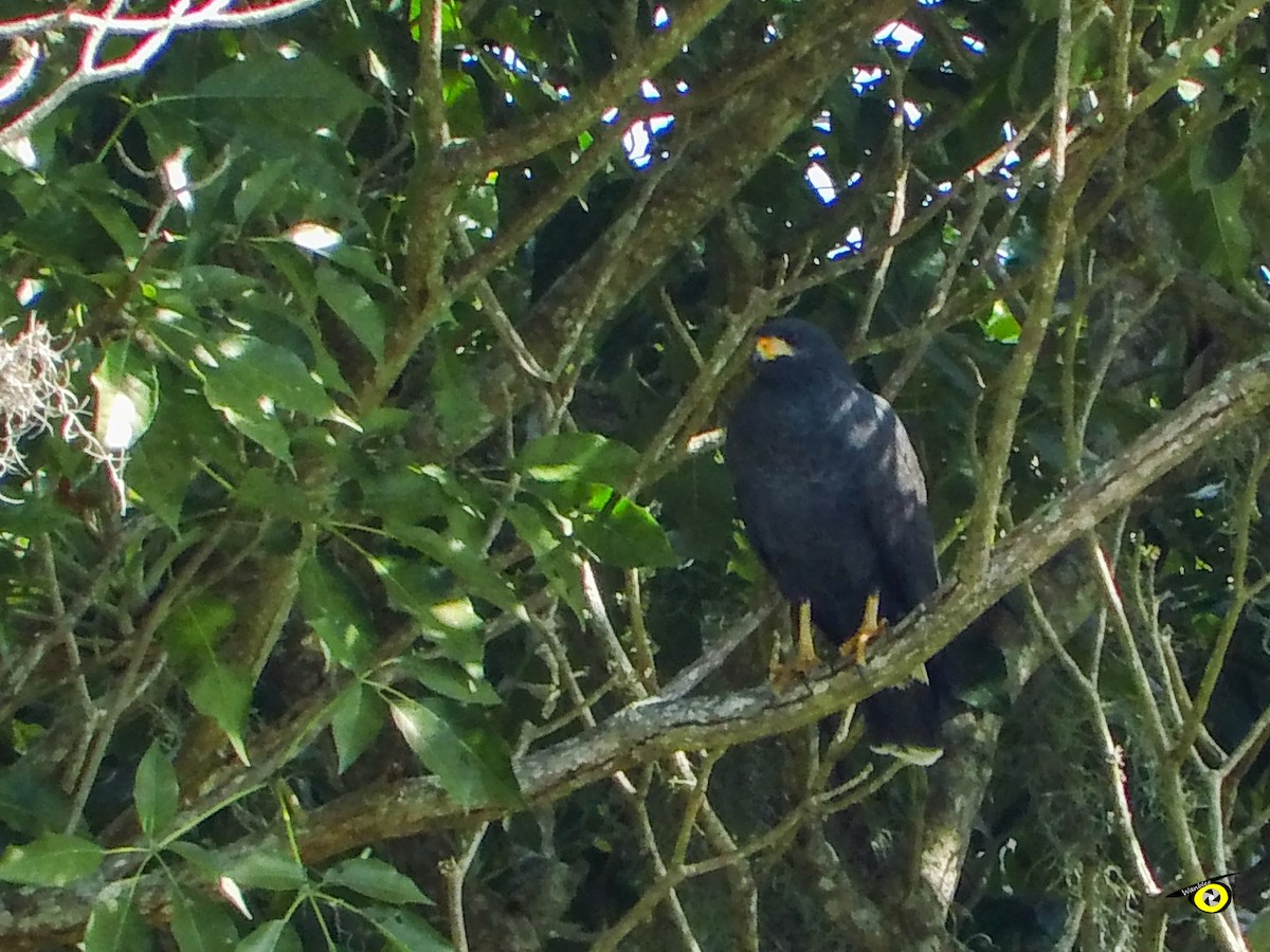 Buse noire - ML647113949