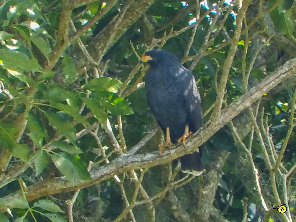 Buse noire - ML647113950