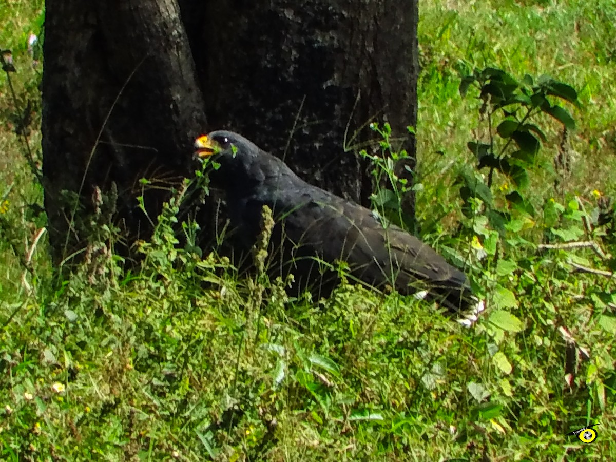 Buse noire - ML647113951