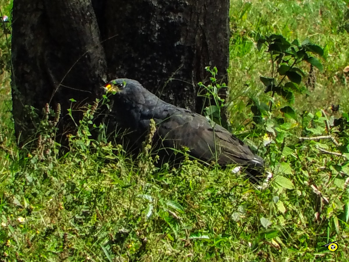 Buse noire - ML647113952