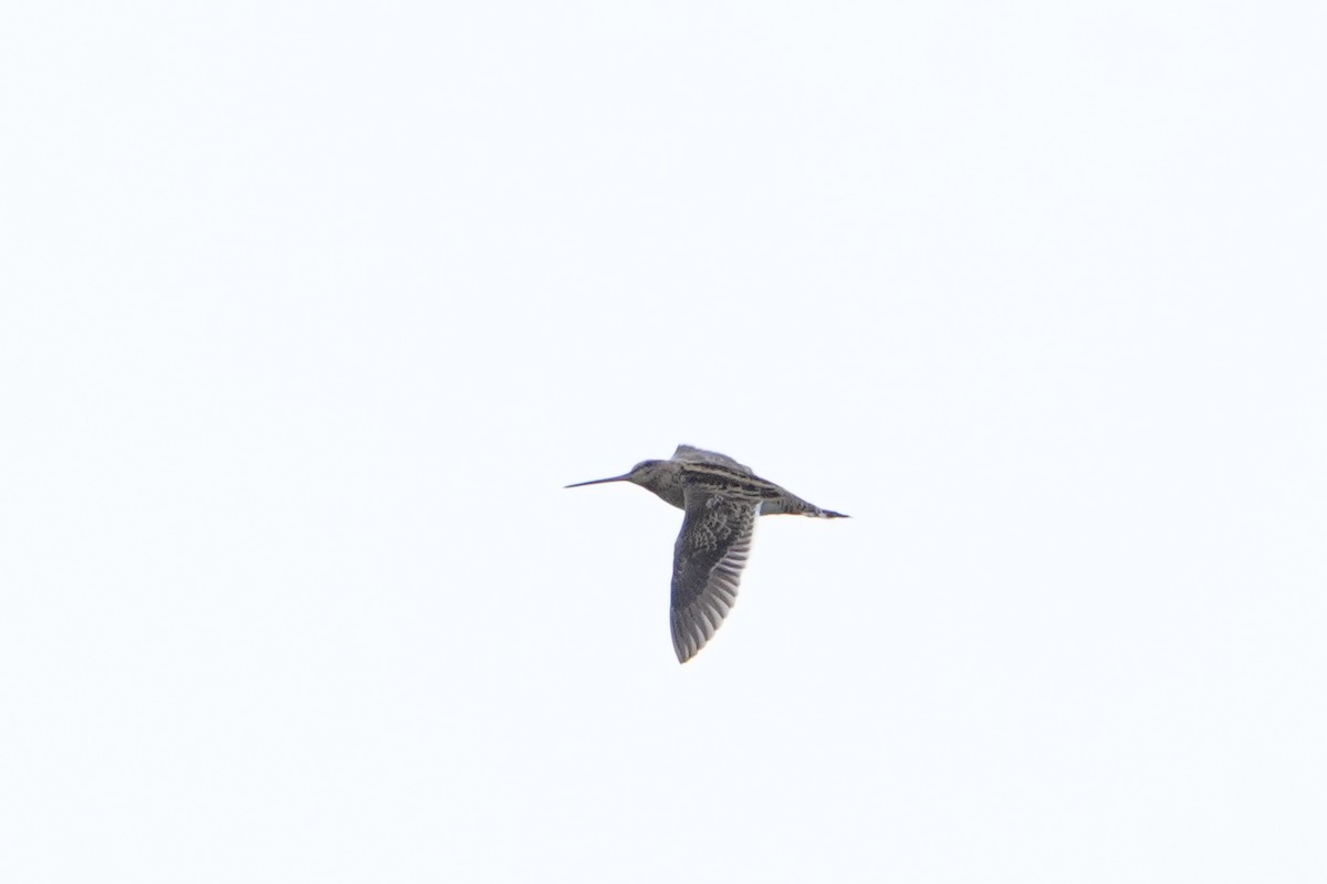 Common Snipe - ML647113956