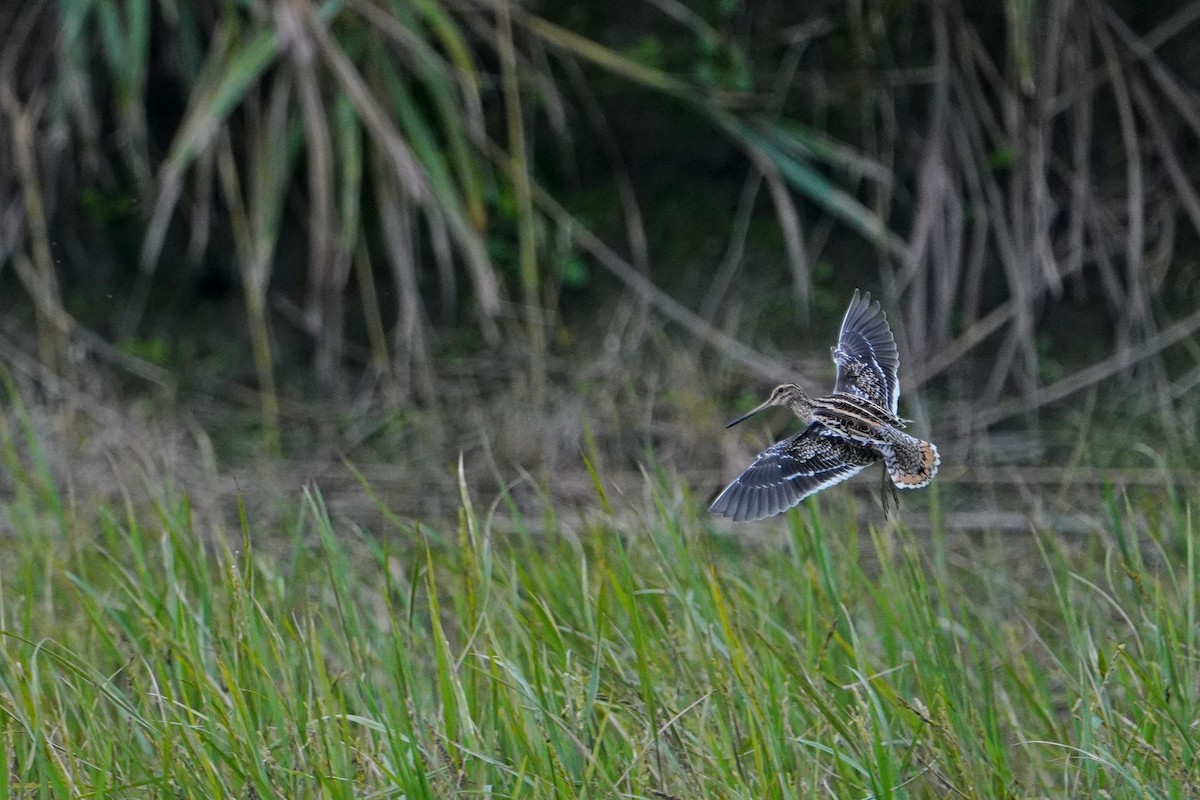 Common Snipe - ML647113958