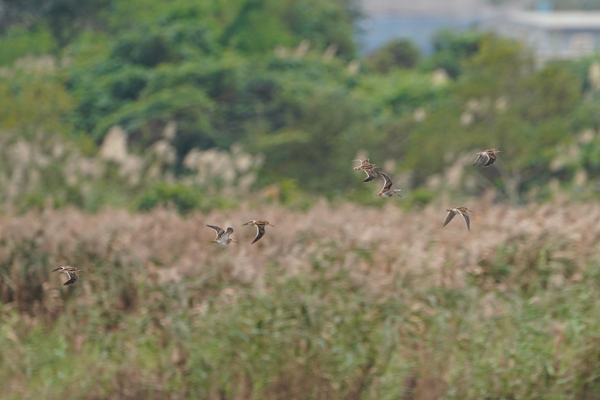 Common Snipe - ML647113959