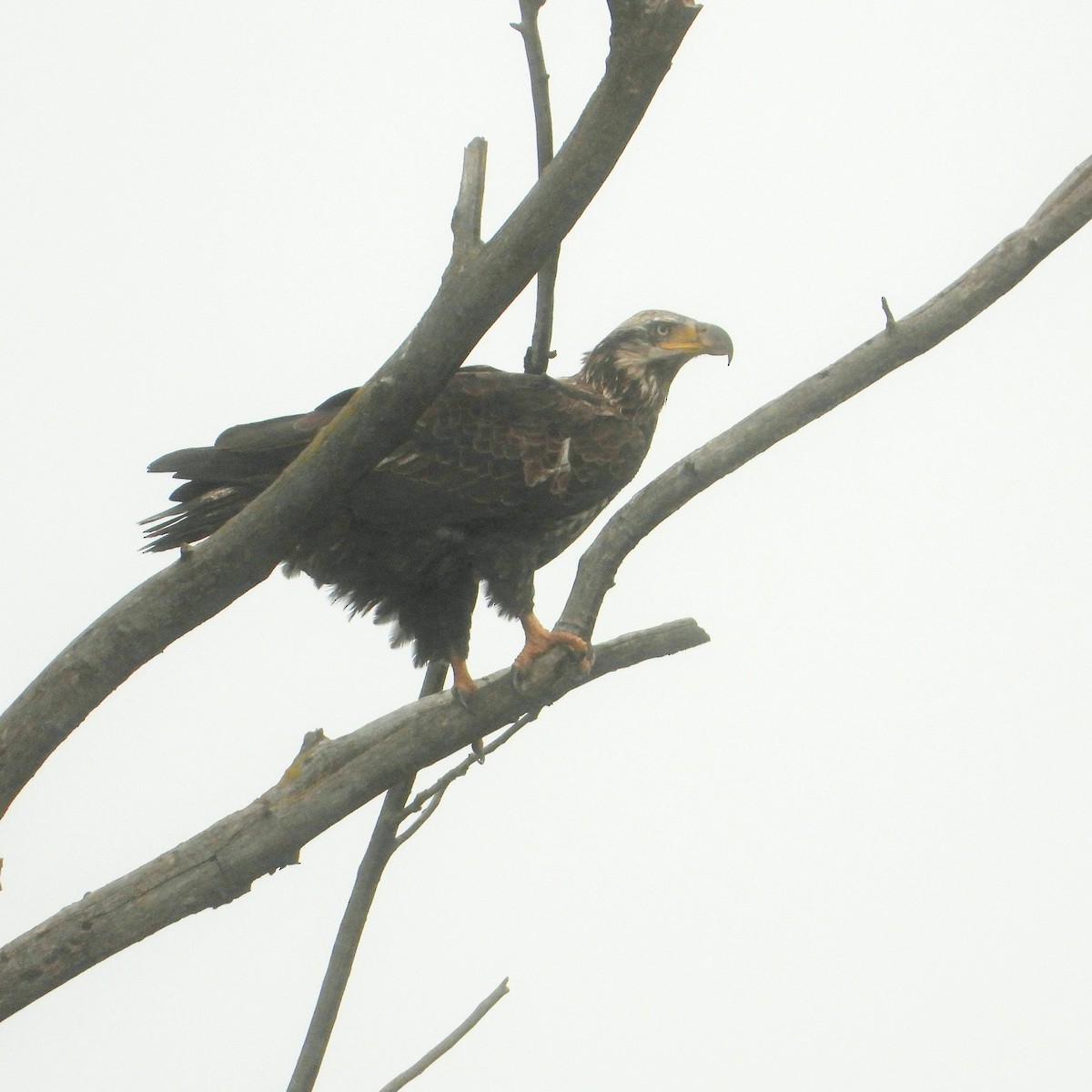 Pygargue à tête blanche - ML647113960