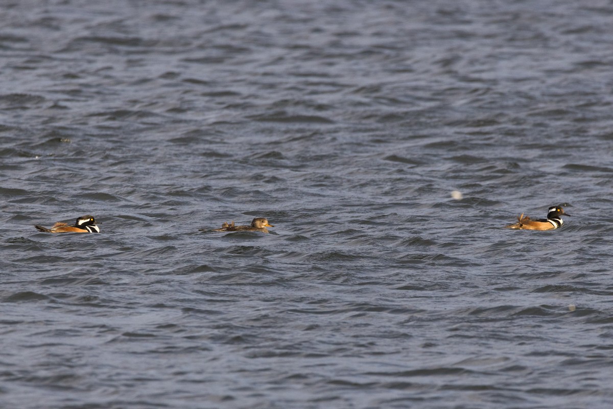 Harle couronné - ML647113961