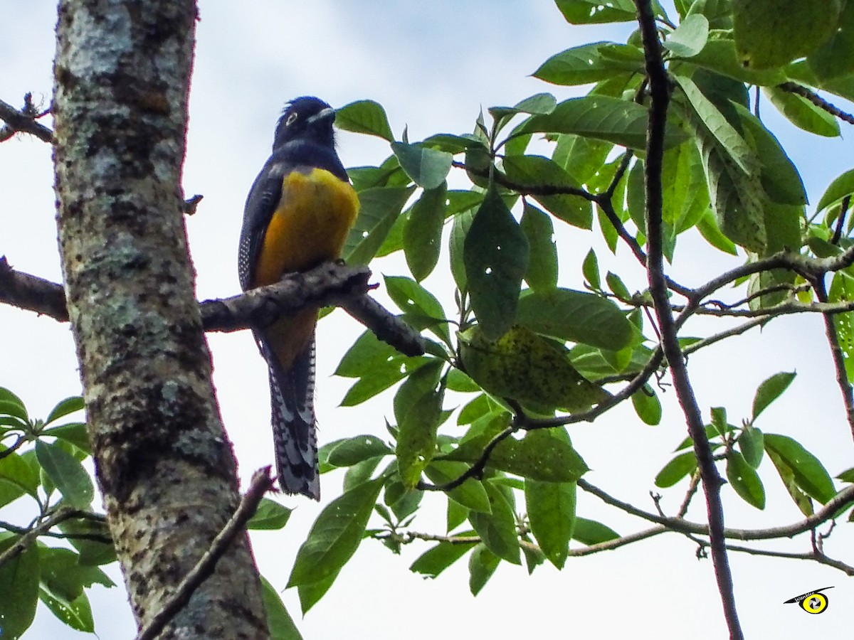 Trogon pattu - ML647113964