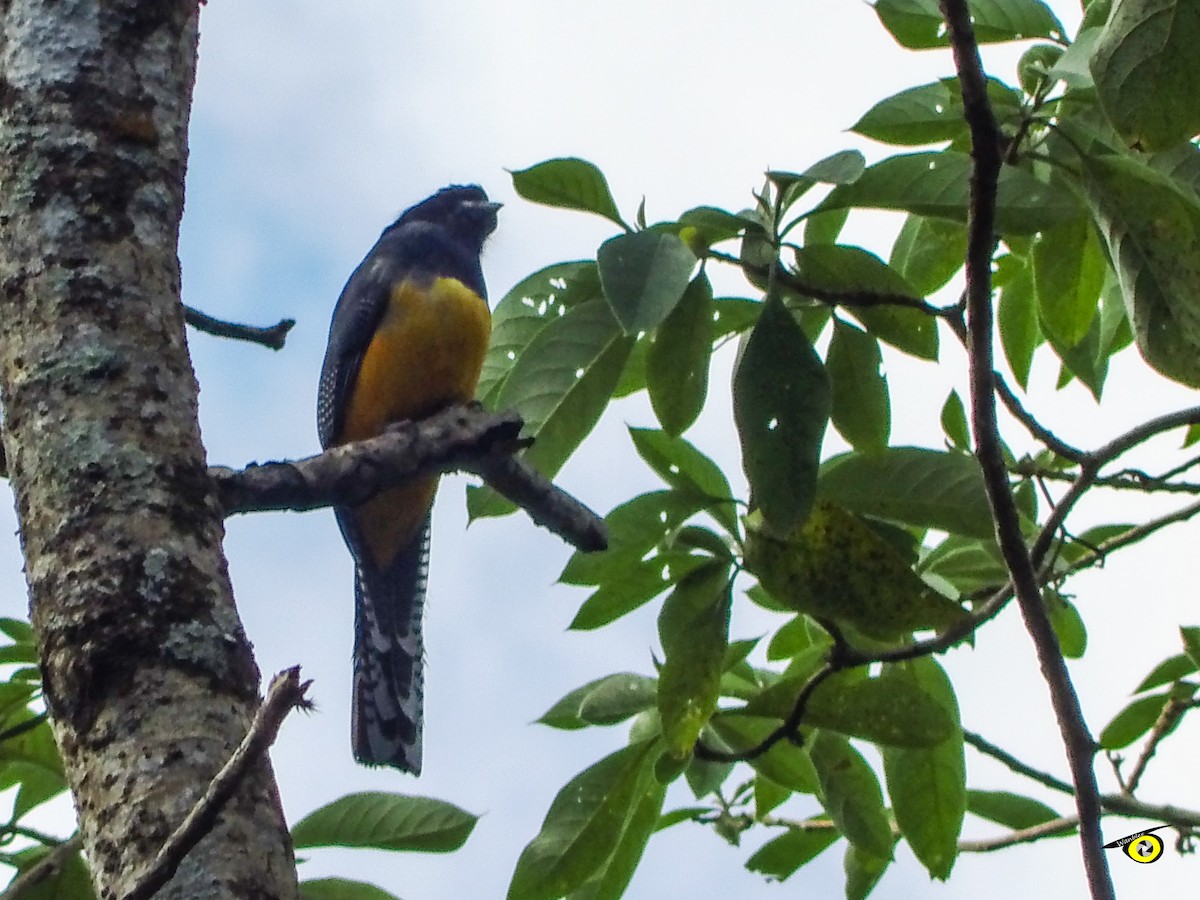 Trogon pattu - ML647113965