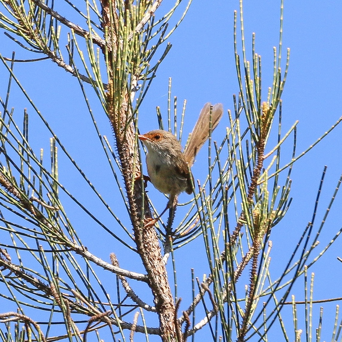 Mérion superbe - ML647113966