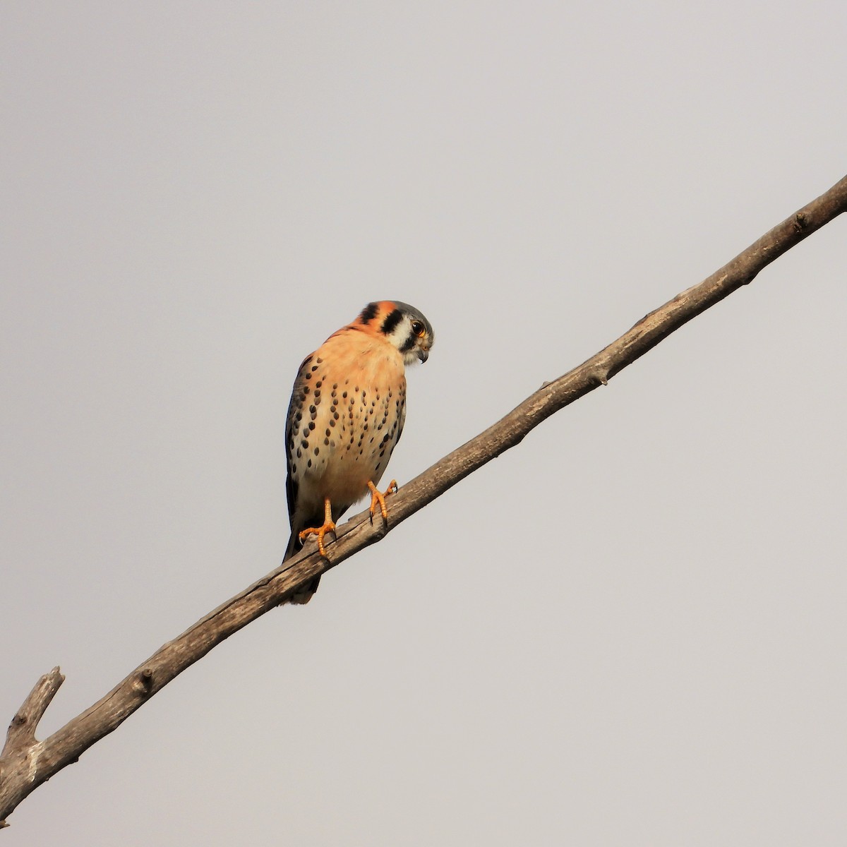 Crécerelle d'Amérique - ML647113967