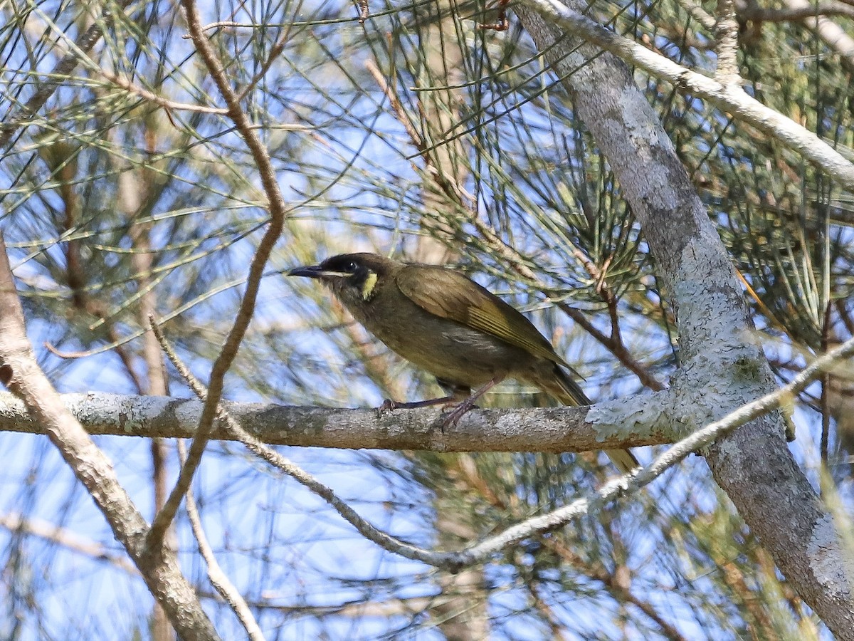 Méliphage de Lewin - ML647113969