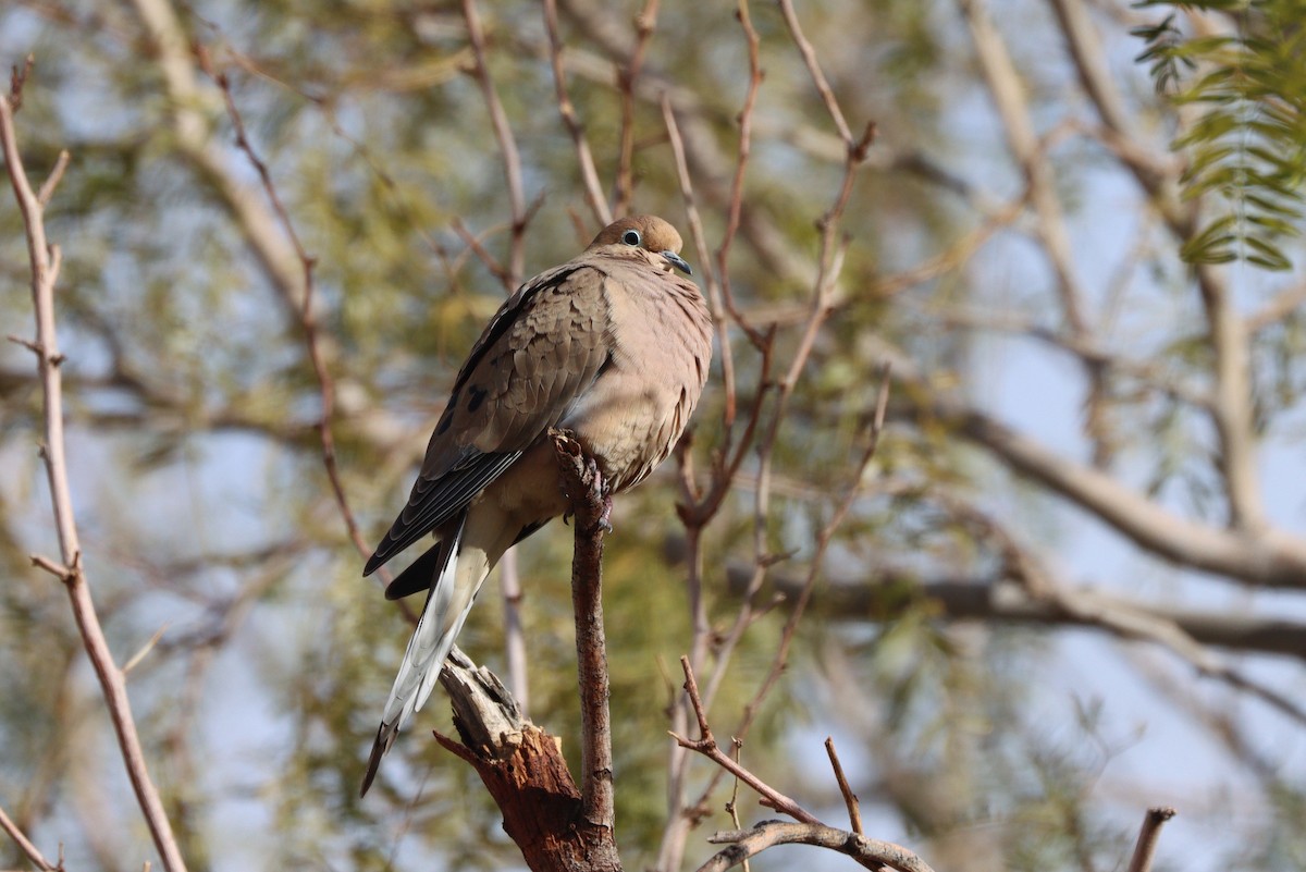 Mourning Dove - ML647113970