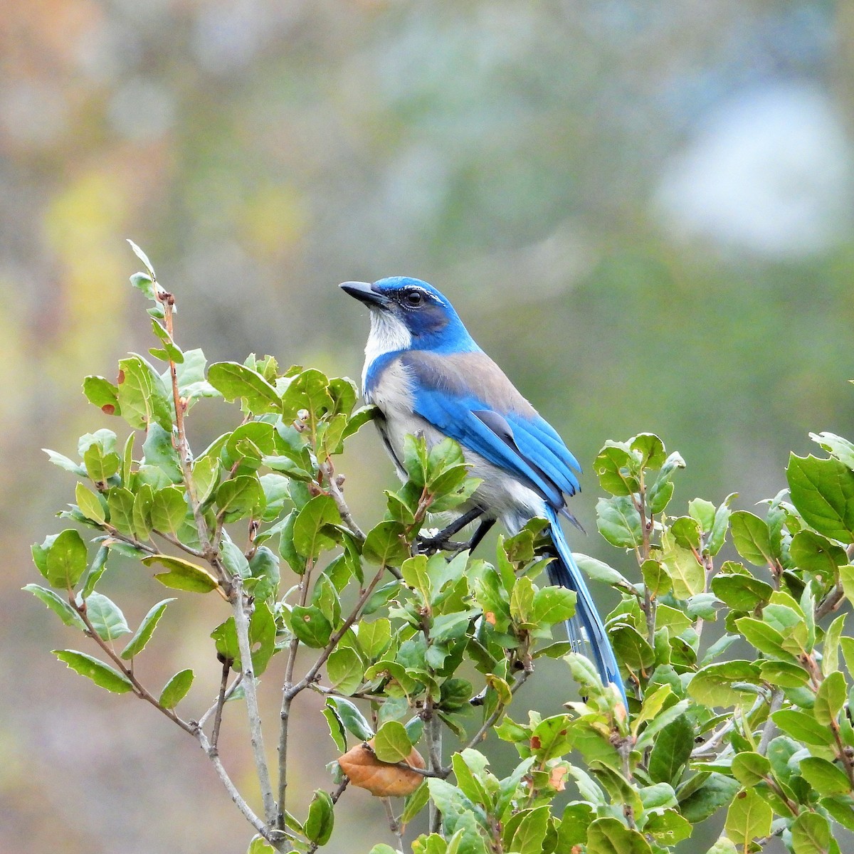 Geai buissonnier - ML647113971