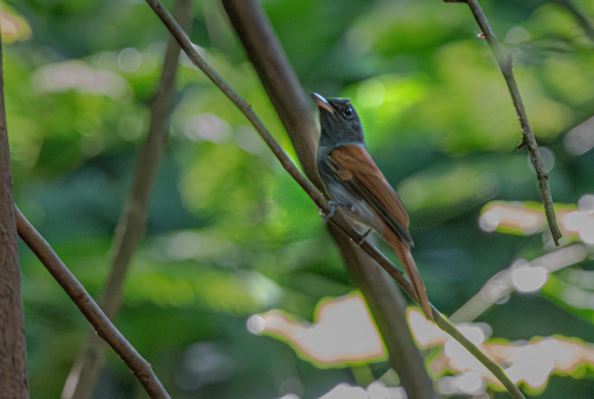 Blyth's Paradise-Flycatcher - ML647113972
