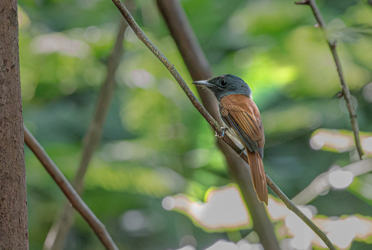 Blyth's Paradise-Flycatcher - ML647113973