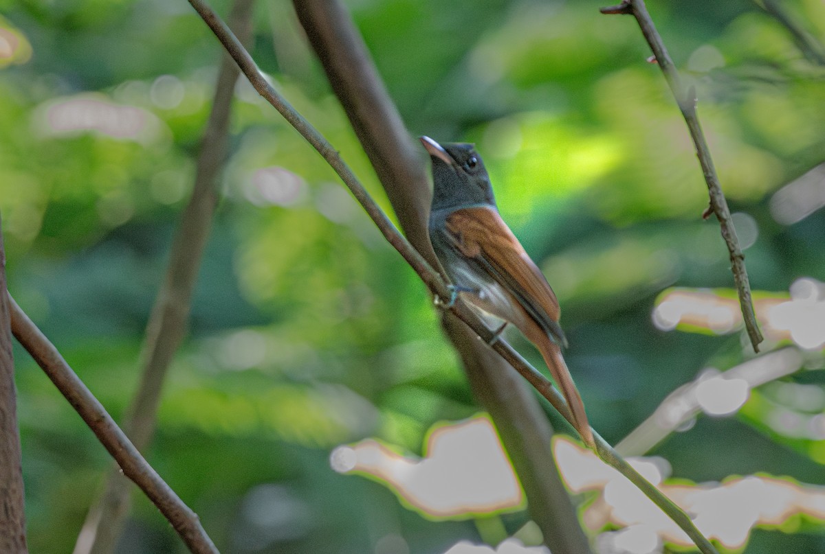 Blyth's Paradise-Flycatcher - ML647113974