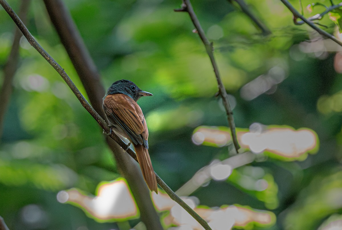 Blyth's Paradise-Flycatcher - ML647113975