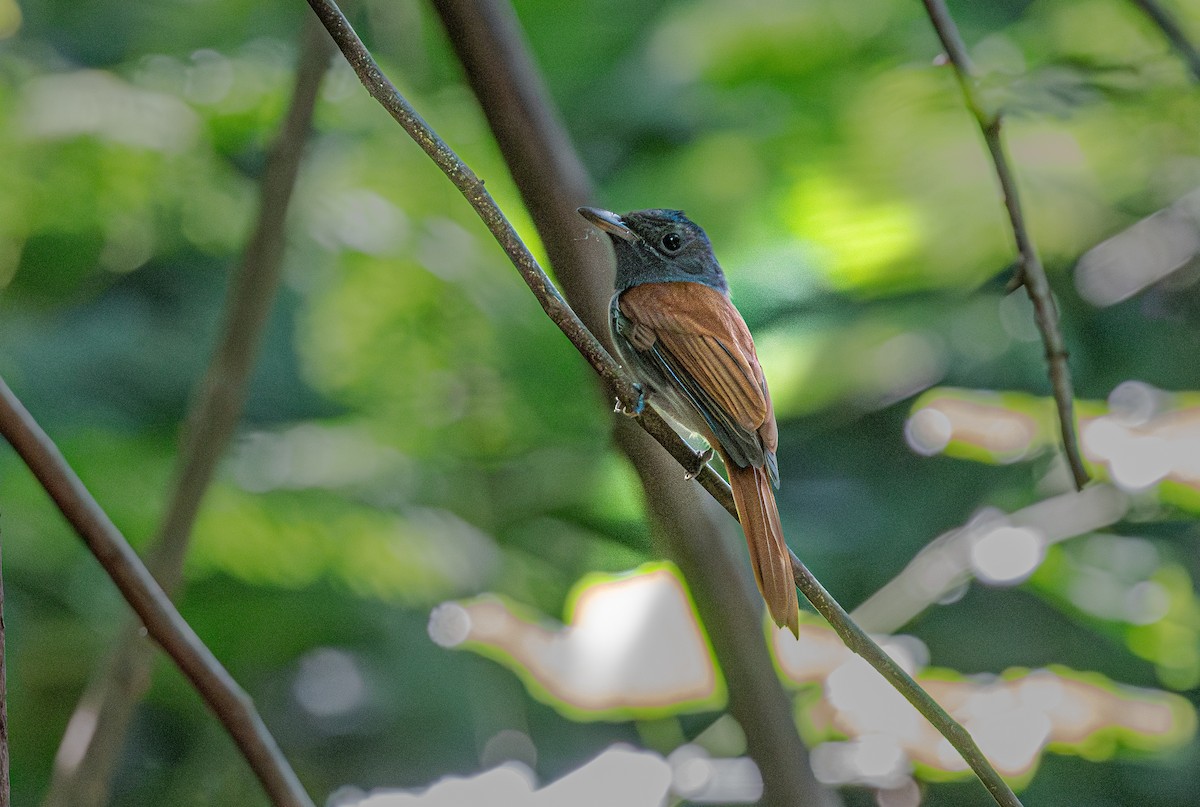 Blyth's Paradise-Flycatcher - ML647113976