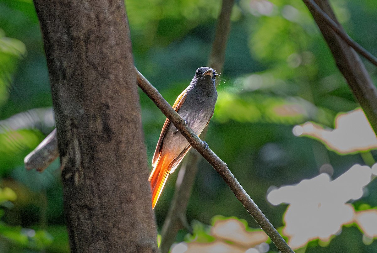 Blyth's Paradise-Flycatcher - ML647113977