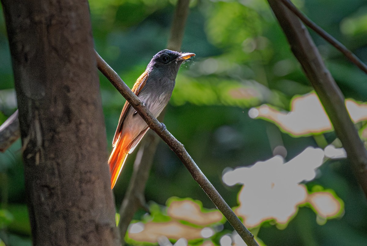 Blyth's Paradise-Flycatcher - ML647113978