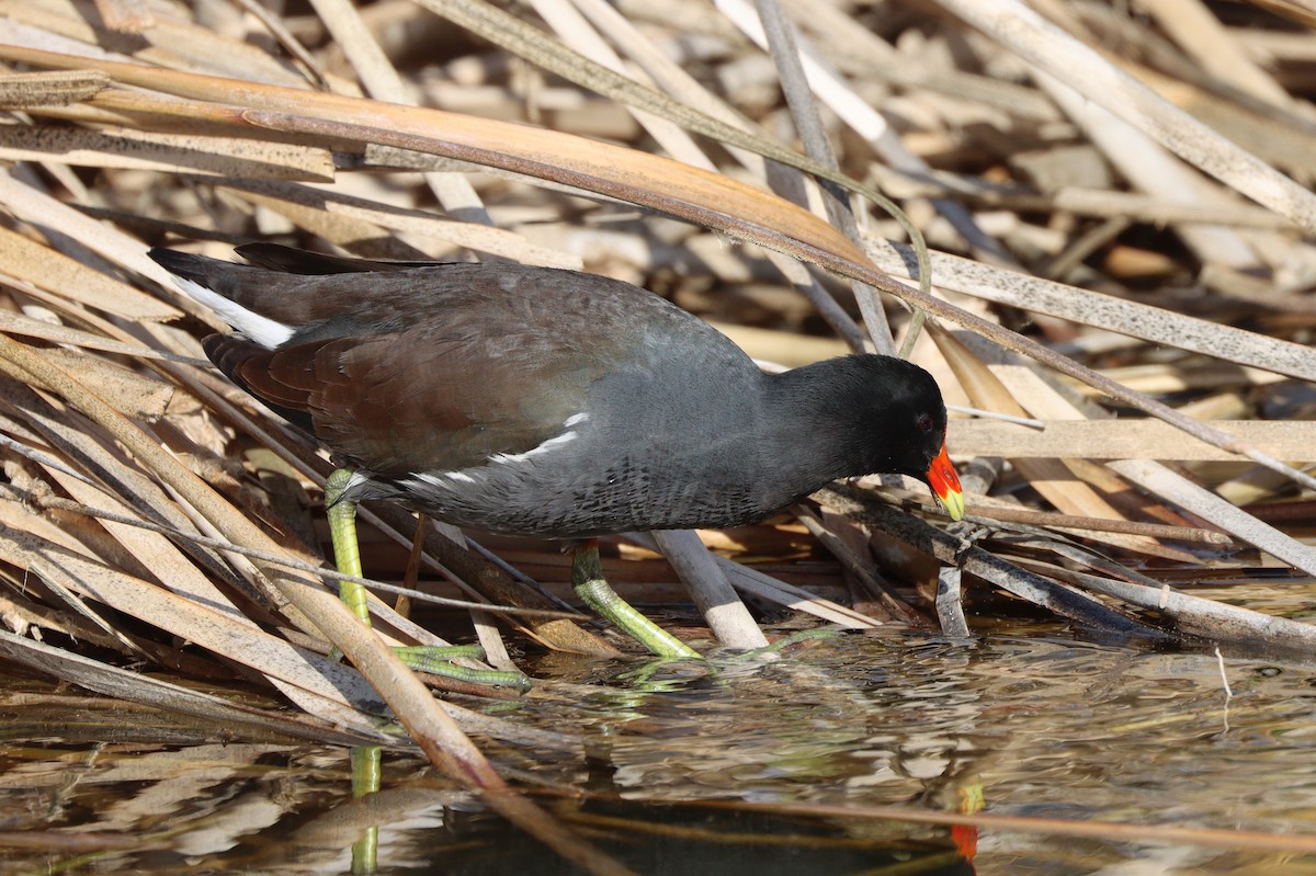 Курочка латиноамериканська - ML647113979