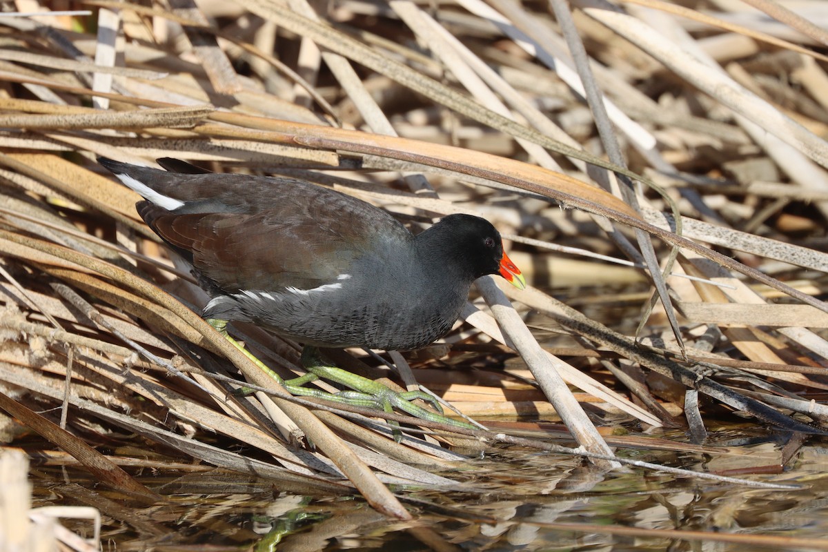 Курочка латиноамериканська - ML647113980