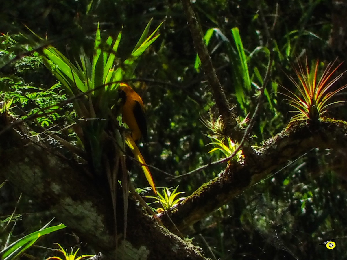 Oriole noir et or - ML647113981