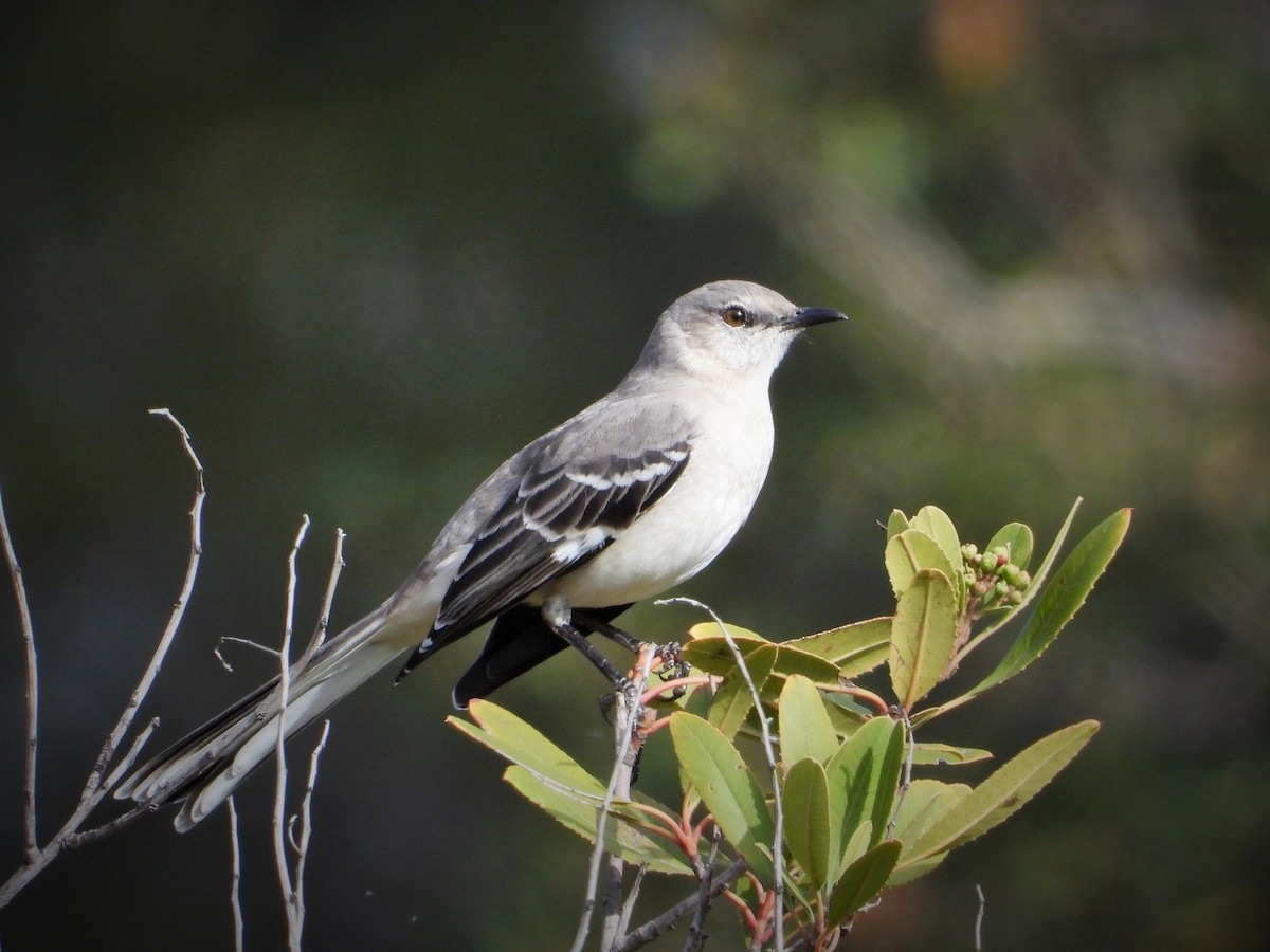 Moqueur polyglotte - ML647113982