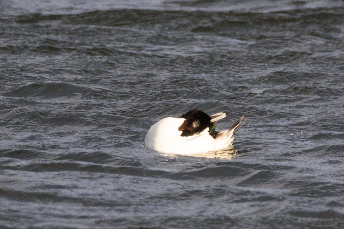 Petit Garrot - ML647113983