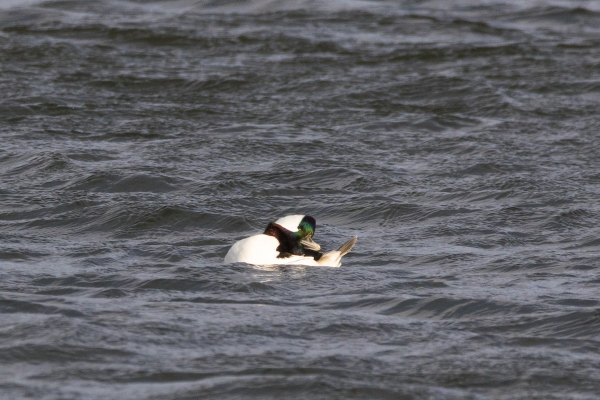 Petit Garrot - ML647113984