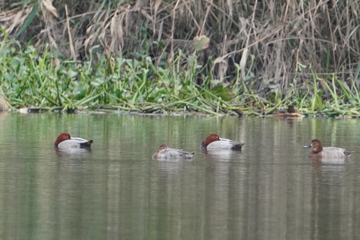 Fuligule milouin - ML647113985