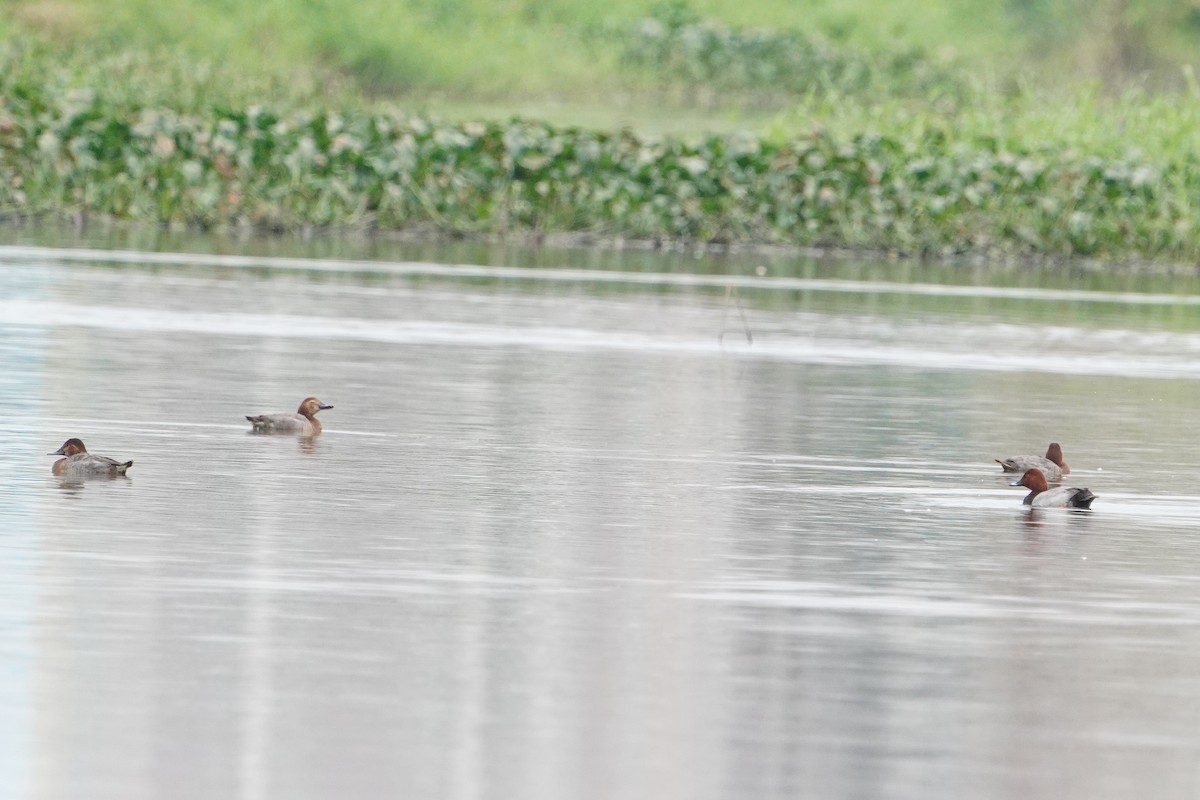 Fuligule milouin - ML647113986