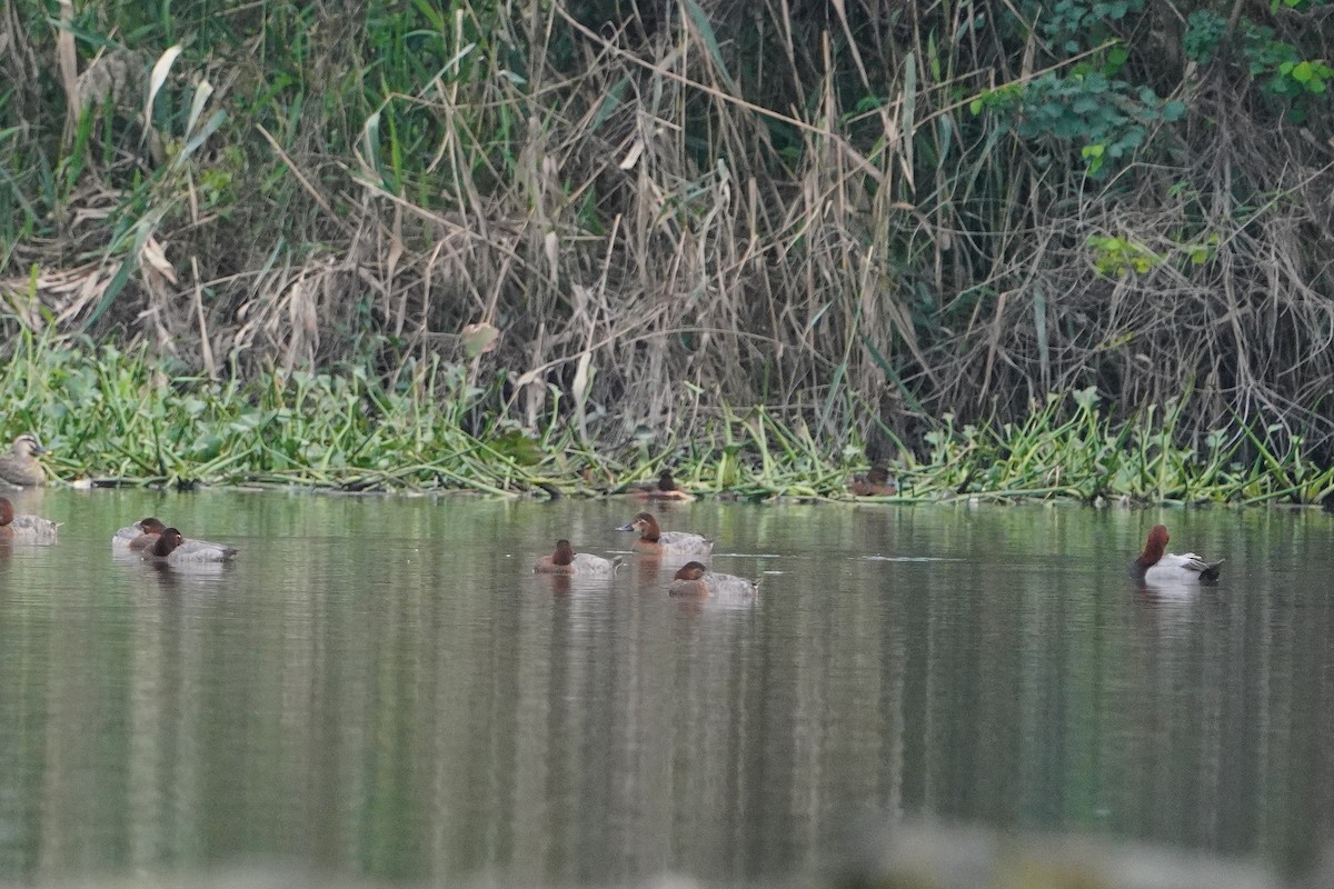 Fuligule milouin - ML647113987