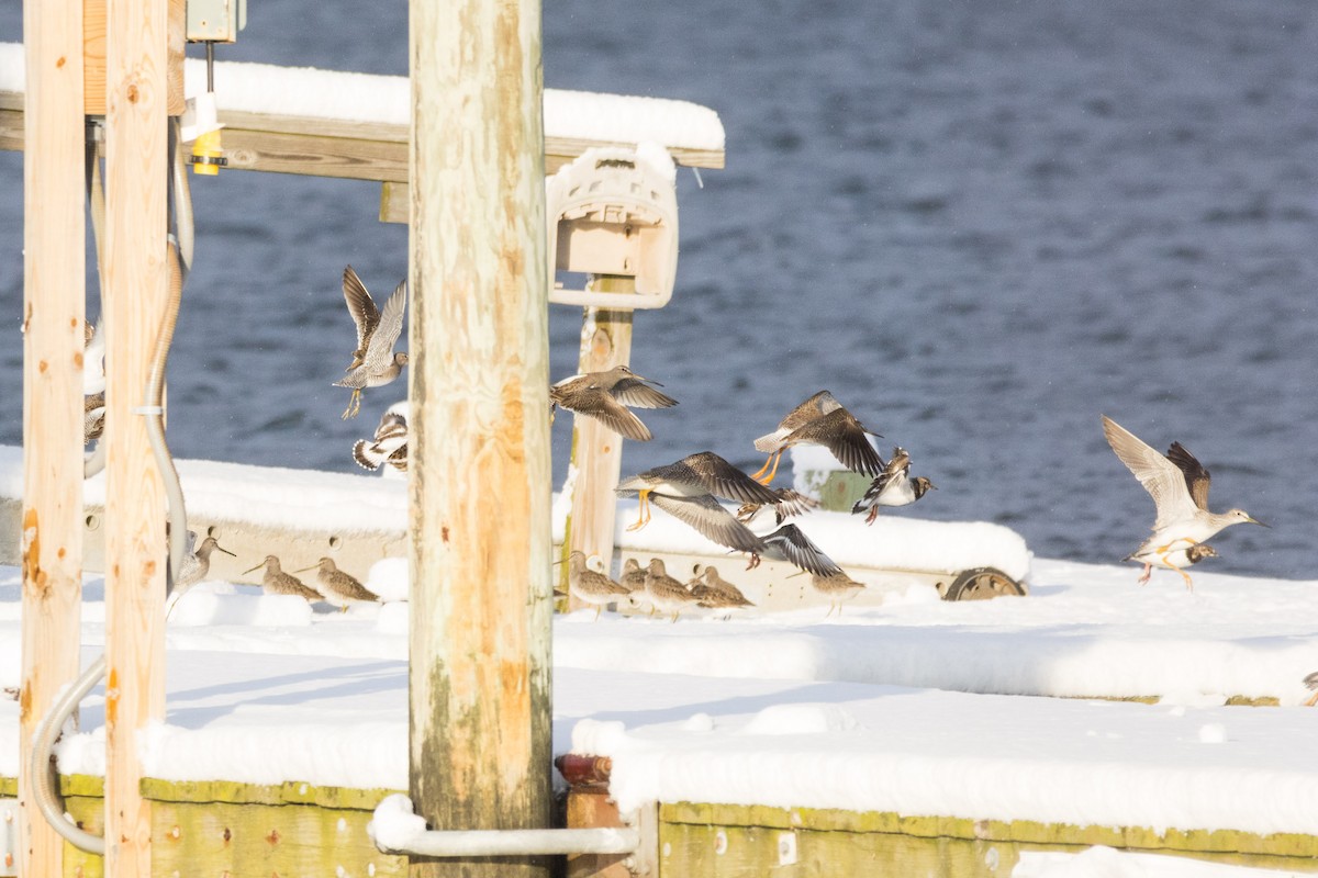 Grand Chevalier - ML647113988