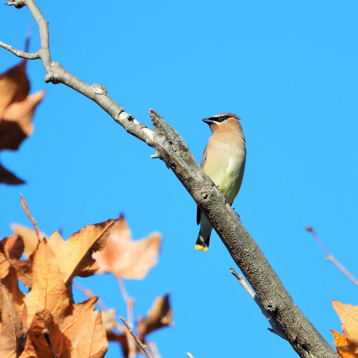 Jaseur d'Amérique - ML647113989
