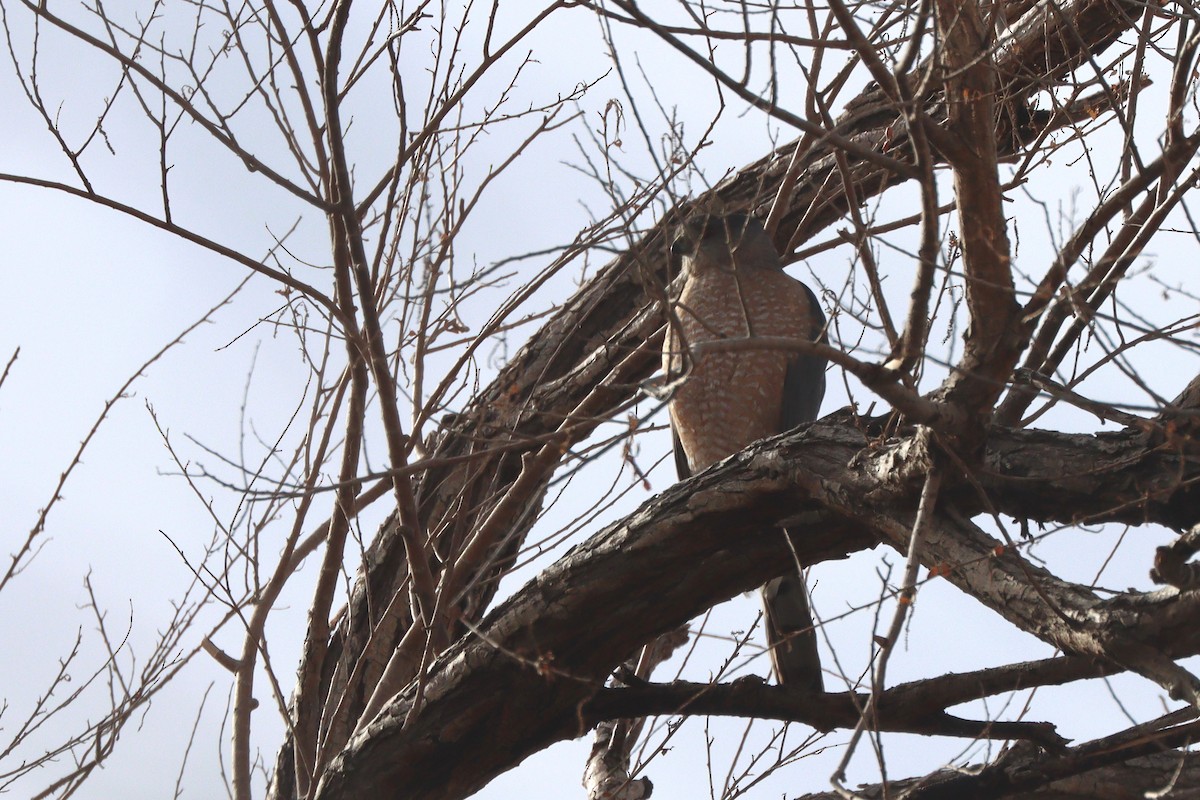Cooper's Hawk - ML647113990