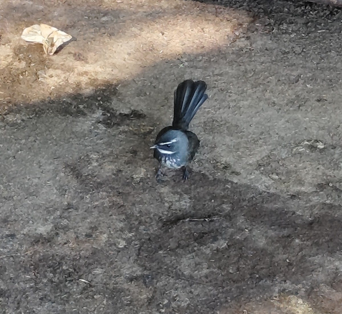 Spot-breasted Fantail - ML647113991