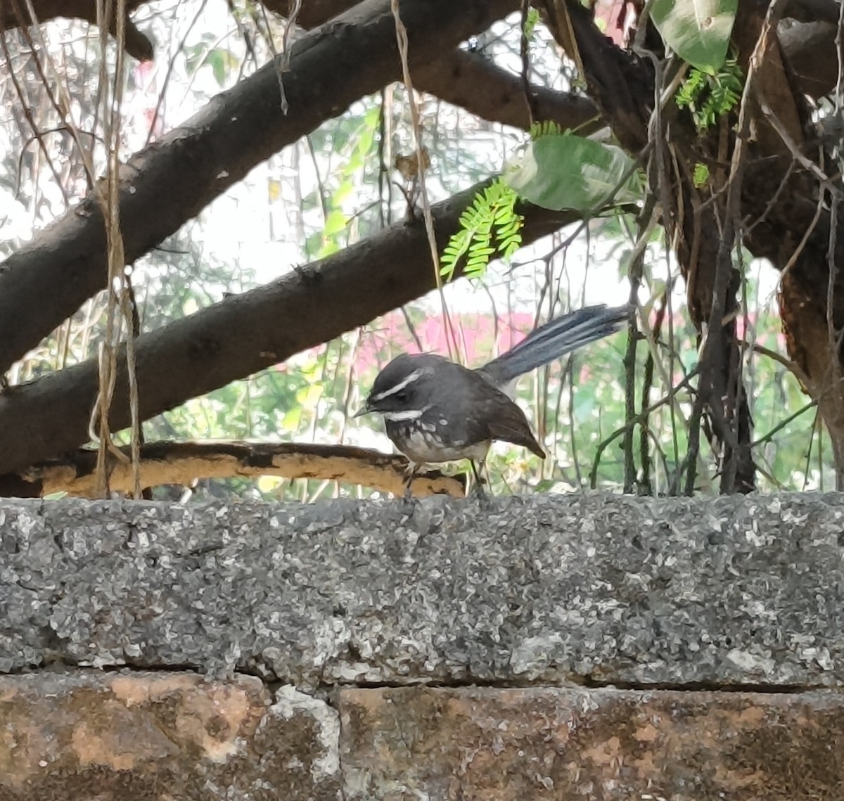 Spot-breasted Fantail - ML647113992