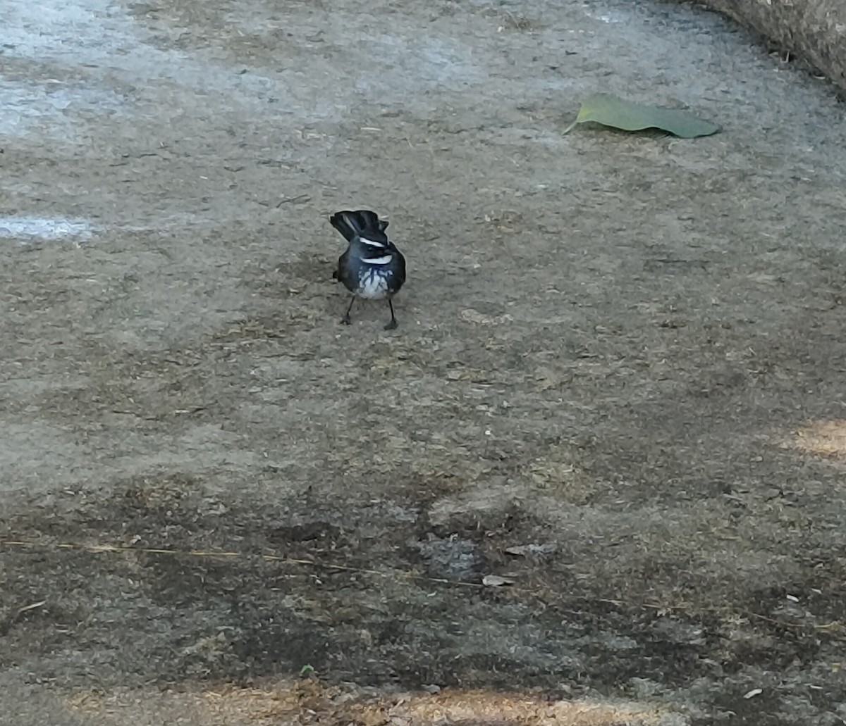 Spot-breasted Fantail - ML647113993
