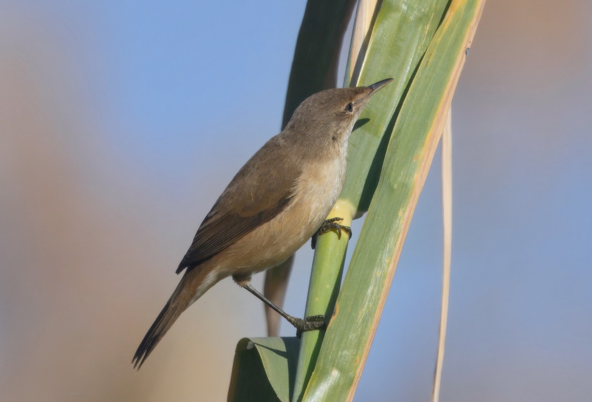 rørsanger (baeticatus gr.) - ML647113996
