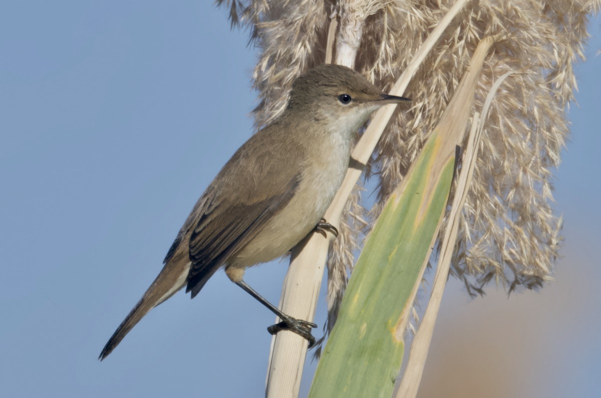 rørsanger (baeticatus gr.) - ML647113997
