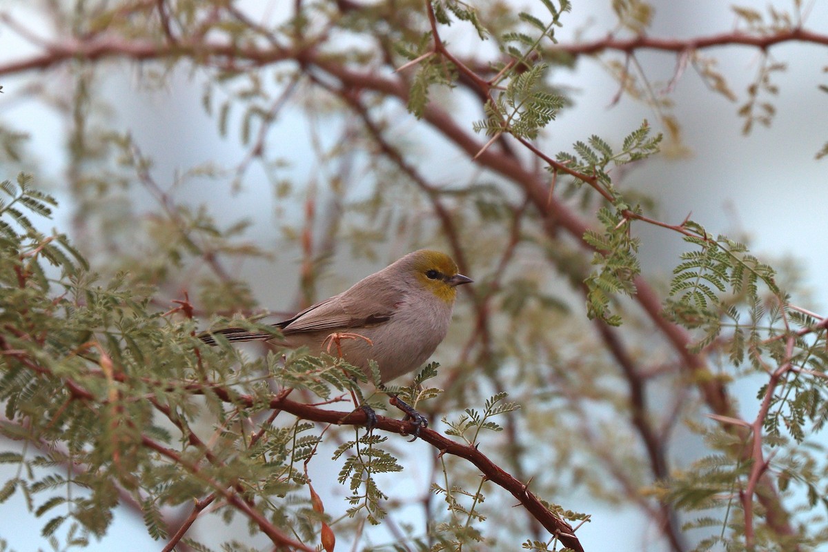 Verdin - ML647113999